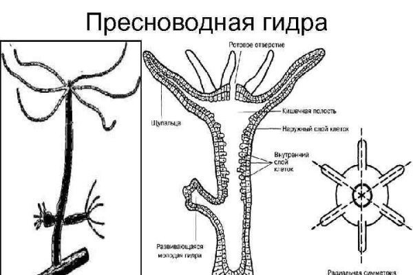 Кракен ссылка германия