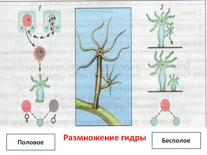 Darknet как войти