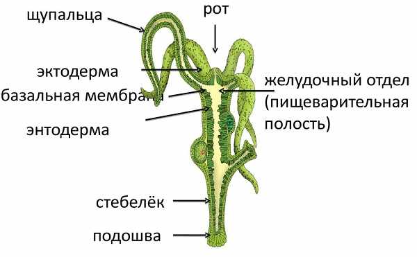 Как купить наркотик в кракен